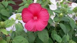 Blume